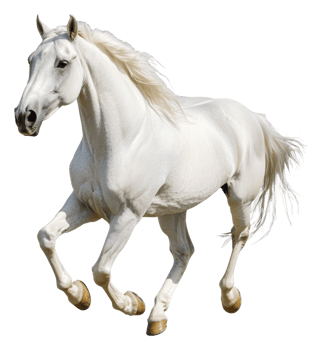 Majestic white horse galloping in open field, cut out - stock . png