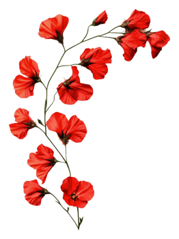 Red flowers on a white backdrop, cut out - stock . png