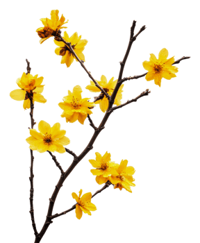 Beautiful yellow flowers blooming on a branch, cut out - stock . png