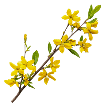 Yellow flowers and fresh green leaves, cut out - stock . png