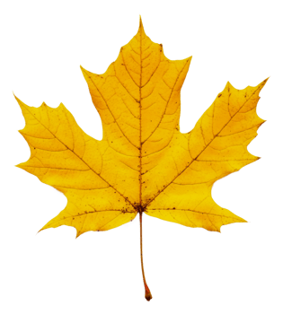 Bright yellow maple leaf on a white background, cut out - stock . png