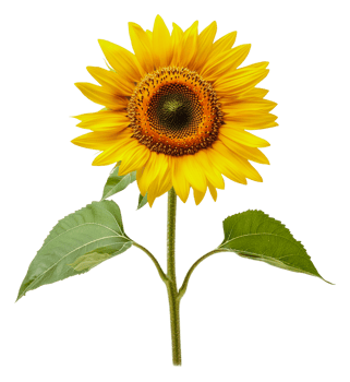 Sunflower with green leaves on white, cut out - stock . png