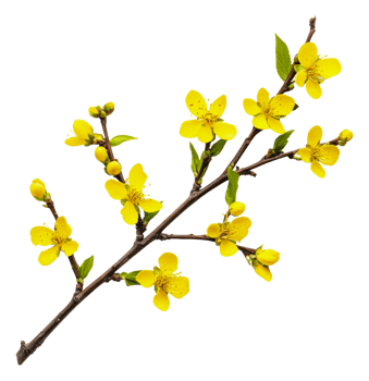 Yellow branches with blooming flowers in spring, cut out - stock . png