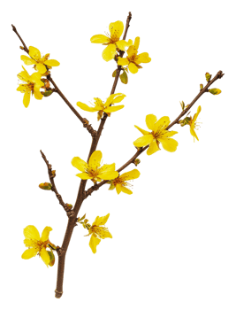 Spring branch with yellow blossoms, cut out - stock . png