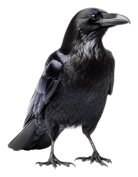 Raven proudly perched on a rock, cut out - stock . png