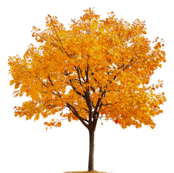 Vibrant autumn tree with golden leaves in daylight, cut out - stock . png