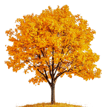 Vibrant autumn tree with golden leaves in sunlight, cut out - stock . png