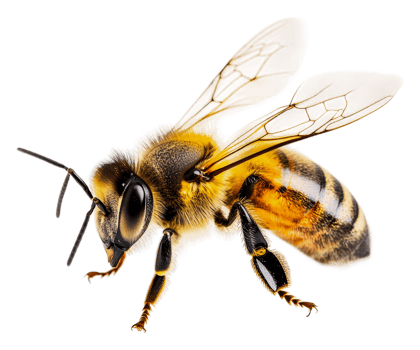 Close-up view of a bee showing detailed features, cut out - stock . png