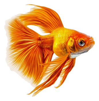Elegant goldfish swimming gracefully in water, cut out - stock . png