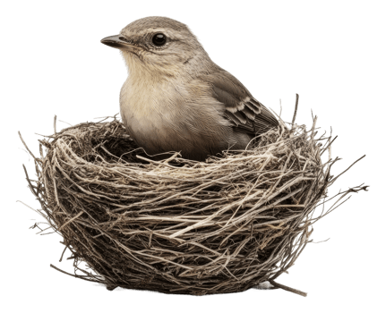 Small bird resting in a nest made of twigs, cut out - stock . png