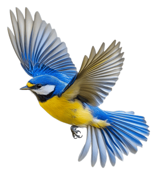 Blue tit bird in flight over a white background, cut out - stock . png