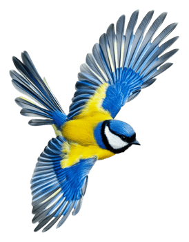 Blue and yellow bird in flight, cut out - stock . png