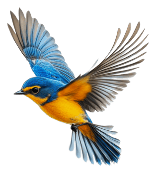 Colorful bird in flight against a white backdrop, cut out - stock . png