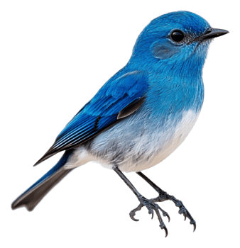Bright blue bird perched gracefully on a branch, cut out - stock . png