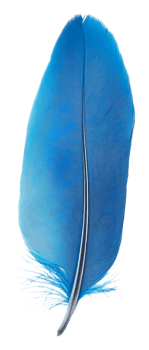 Bright blue feather resting on a plain surface, cut out - stock . png
