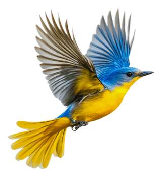 A vibrant blue and yellow bird in mid-flight, cut out - stock . png