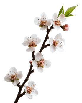 Cherry blossom branch with delicate blooms, cut out - stock . png