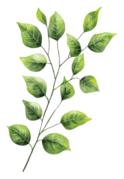 Vibrant green leaves on a detailed branch, cut out - stock . png