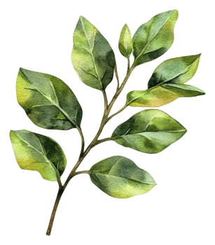 Detailed illustration of green leaves, cut out - stock . png