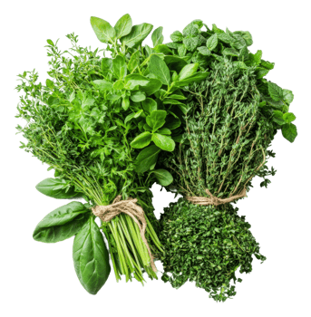 Fresh herbs arranged neatly with vibrant greens, cut out - stock . png