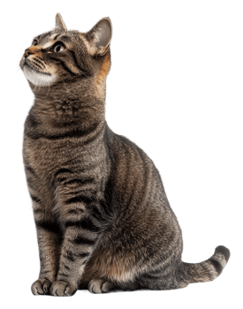 Tabby cat poised on white backdrop, cut out - stock . png