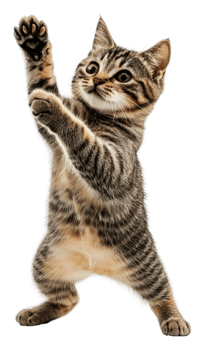 Striped kitten dancing on white, cut out - stock . png