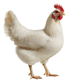 White hen in natural outdoor light, cut out - stock . png