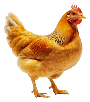 Golden hen standing proudly in a farmyard setting, cut out - stock . png