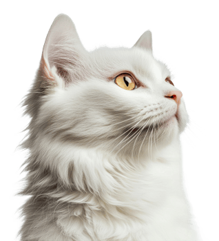 Thoughtful white cat on a plain background, cut out - stock . png