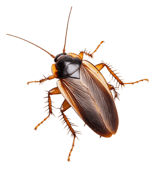 Close-up of a cockroach on a white background, cut out - stock . png