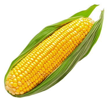Freshly harvested corn on the cob with husk, cut out - stock . png