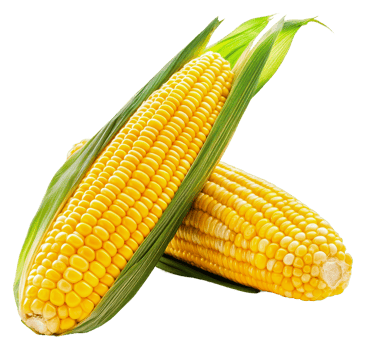 Summer's fresh sweet corn from the field, cut out - stock . png