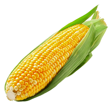 Fresh corn on the cob displayed with green husks, cut out - stock . png