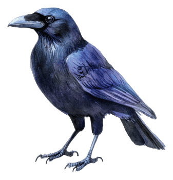 A raven perched gracefully on a branch in daylight, cut out - stock . png