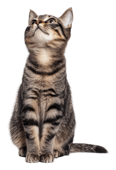Adorable tabby cat looking up in a studio setting, cut out - stock . png