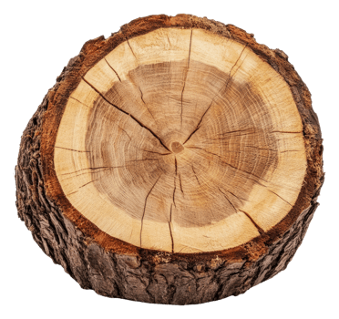 Wooden log cut from a tree in natural setting, cut out - stock . png