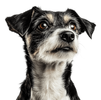 Thoughtful dog in a bright space, cut out - stock . png