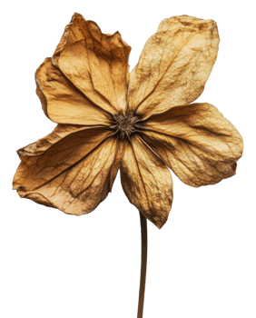 Dried flower with delicate brown petals on display, cut out - stock . png