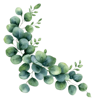Lush green eucalyptus leaves arranged artistically, cut out - stock . png