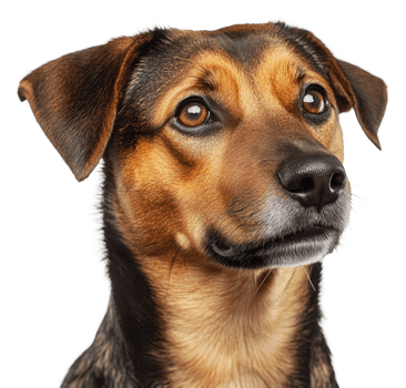 A curious dog looking intently at the camera, cut out - stock . png