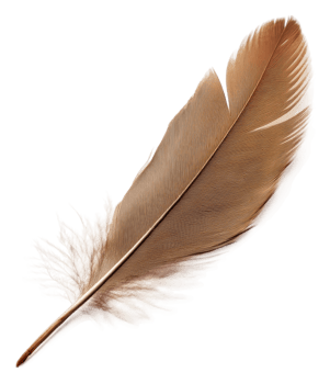 Brown feather on white background, cut out - stock . png
