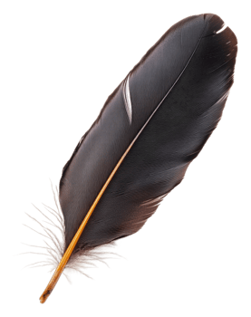 Beautiful black feather resting on a white surface, cut out - stock . png