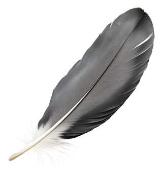 Chic black and white feather design, cut out - stock . png