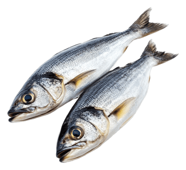 Freshly caught fish on display at a market, cut out - stock . png