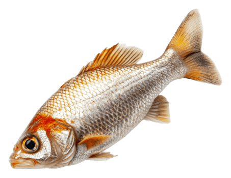 Freshwater fish caught in a river during daytime, cut out - stock . png