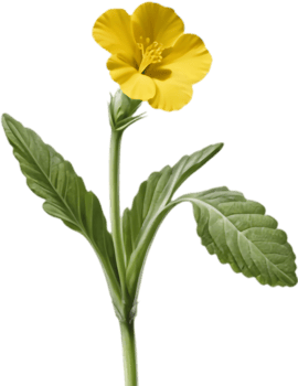 Primrose Clipart for Holiday Projects. . png