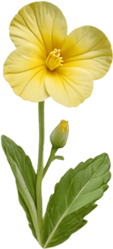 Stunning Primrose Flower Art for Digital Crafts. . png