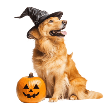 a golden retriever dog wearing a witch hat and holding a pumpkin png