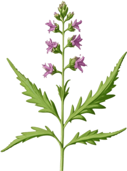 Southwestern Mock Vervain Flower Clipart Design. . png