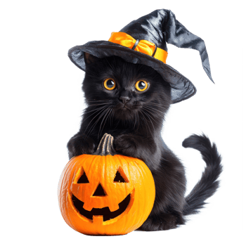 black cat in witch hat holding pumpkin png